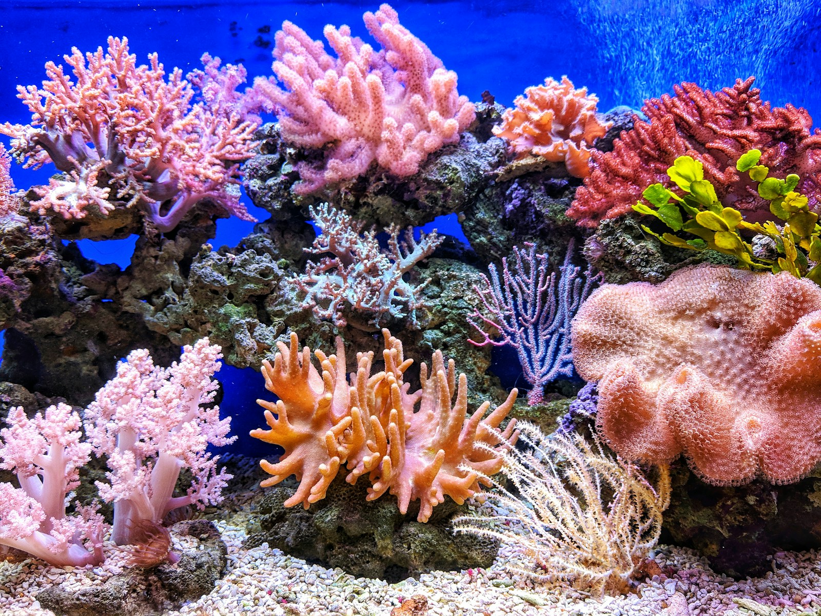 Colorful marine reef aquarium with tropical saltwater fish and corals